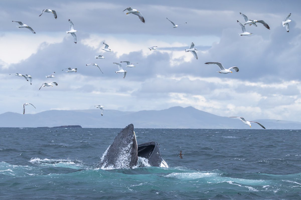 dunbar44's tweet image. Another fantastic humpack encounter on the Irish coast, Donegal bay! Always a privilege ! @IWDGnews