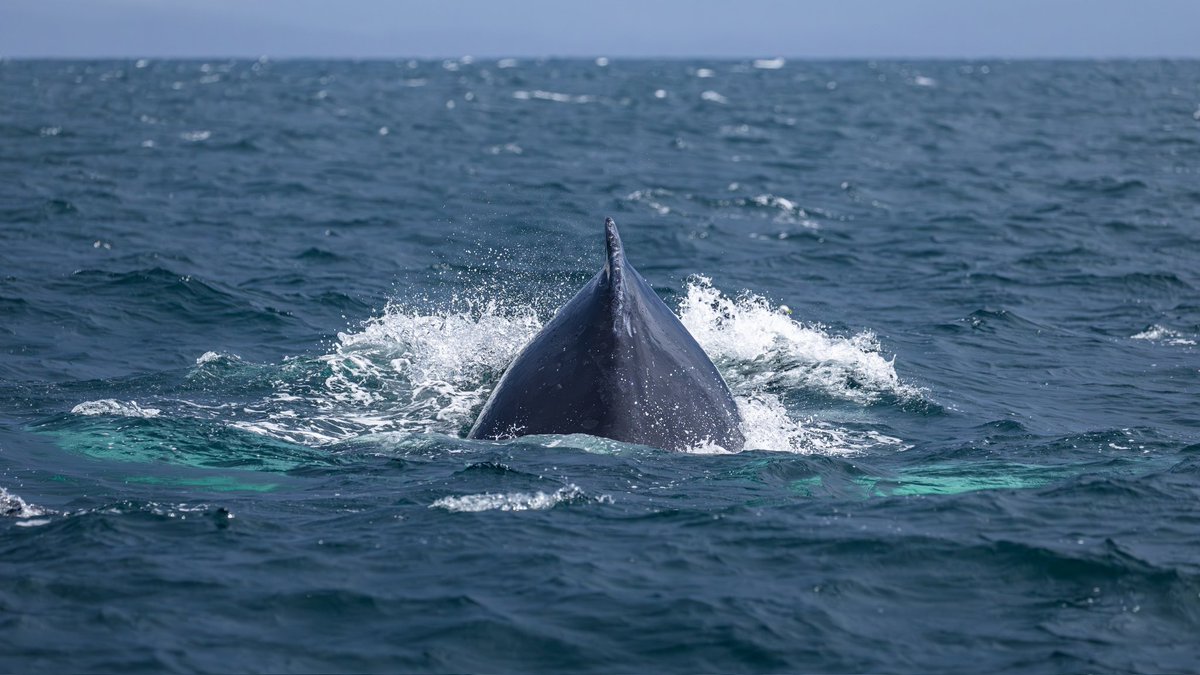 dunbar44's tweet image. Another fantastic humpack encounter on the Irish coast, Donegal bay! Always a privilege ! @IWDGnews