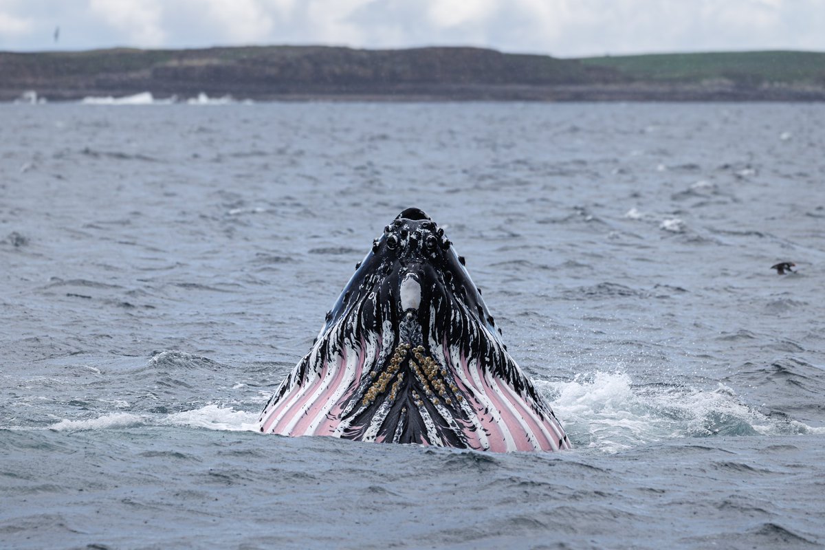 dunbar44's tweet image. Another fantastic humpack encounter on the Irish coast, Donegal bay! Always a privilege ! @IWDGnews