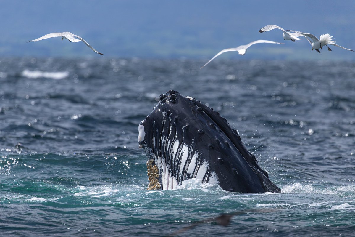 dunbar44's tweet image. Another fantastic humpack encounter on the Irish coast, Donegal bay! Always a privilege ! @IWDGnews