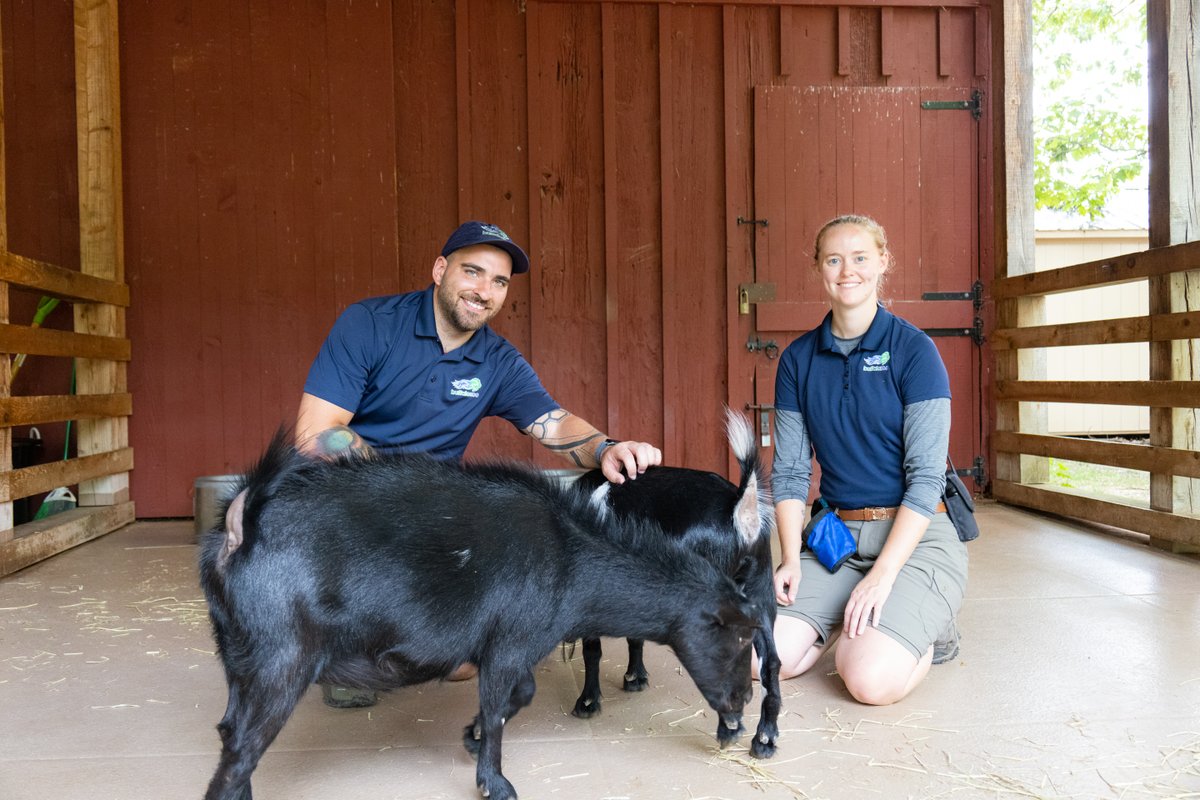 buffalozoo's tweet image. As part of National Zookeeper Week, we’re spotlighting a Buffalo Zoo keeper team each day! Today, we feature our Education Keepers!

Our education team cares for our Goat Island goats, our Delta Sonic Heritage Farm residents and our many animal ambassadors!
