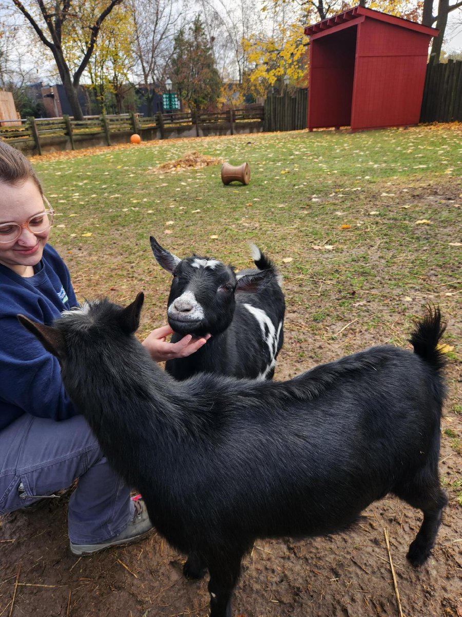 buffalozoo's tweet image. As part of National Zookeeper Week, we’re spotlighting a Buffalo Zoo keeper team each day! Today, we feature our Education Keepers!

Our education team cares for our Goat Island goats, our Delta Sonic Heritage Farm residents and our many animal ambassadors!