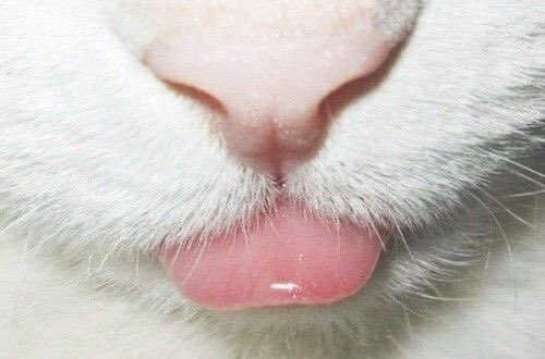 catplayingpiano's tweet photo. Unpinning at 95lbs!
5’0, sw: 120lbs,cw: 106lbs, gw: 95lbs(?), ugw: 90lbs(?) https://t.co/7wWLDgqPmH