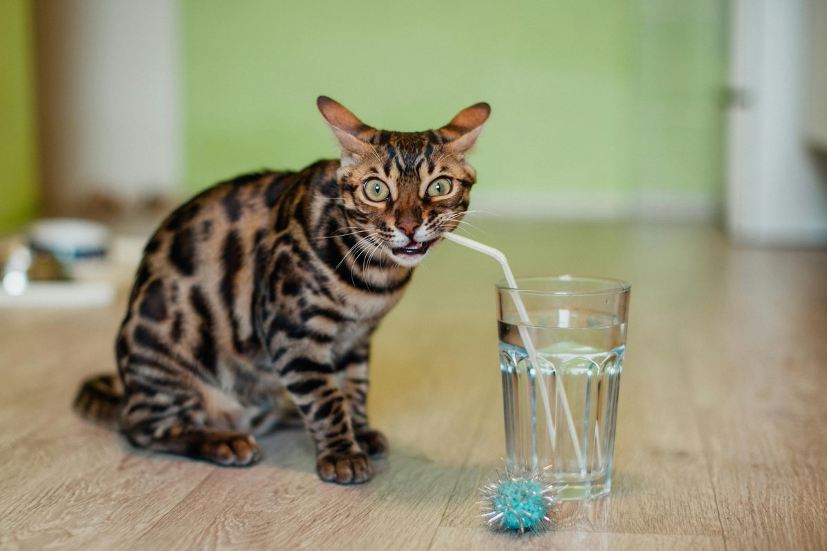 TinyCat_lib's tweet image. TinyCat had a busy week! CatTini anyone?🍸