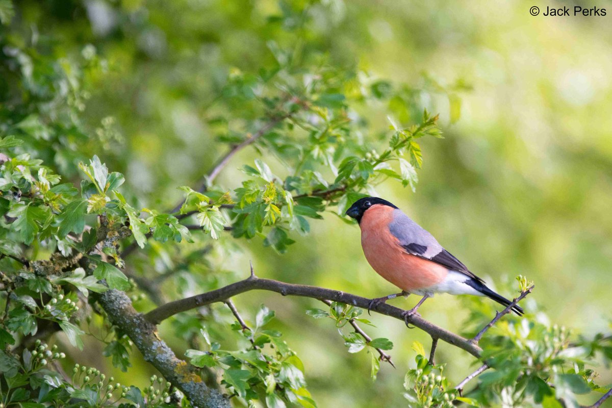 JackPerksPhoto's tweet image. Bullfinch are the best looking finch, their I've said it and I'll send a strongly worded letter to anyone who disagrees