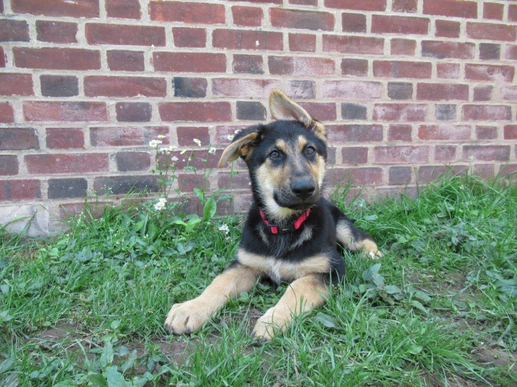CorrectionsPA's tweet image. Welcome to the newest members of the SCI Waymart #PrisonPups pack: Rose, Kati, Anna, and April!
These four have joined the Paws for a Cause program through New Hope Assistance Dogs, Inc. and have begun training to become service dogs. These four joined soon after Eeyore, Rabbit,…
