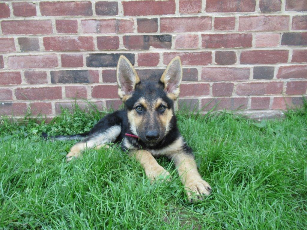 CorrectionsPA's tweet image. Welcome to the newest members of the SCI Waymart #PrisonPups pack: Rose, Kati, Anna, and April!
These four have joined the Paws for a Cause program through New Hope Assistance Dogs, Inc. and have begun training to become service dogs. These four joined soon after Eeyore, Rabbit,…