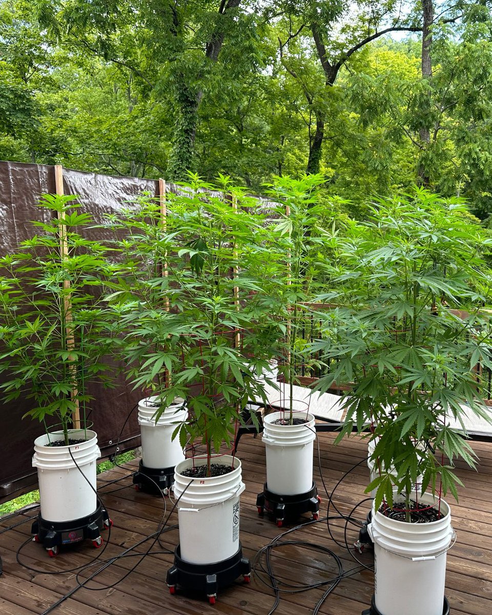 When your cannabis is tall, healthy, and looking this good, you know the nutrients are working.

Big shoutout to our happy grower proving Reefertilizer fuels amazing results.

#diygardening #gardener #plants #greenthumb