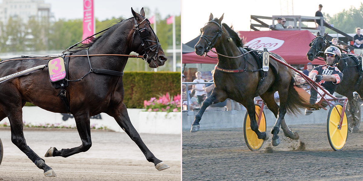 Don Fanucci Zet och Bedazzled Sox klara för Hugo Åbergs Memorial • De är inbjudna till storloppet
aftonbladet.se/sportbladet/tr…