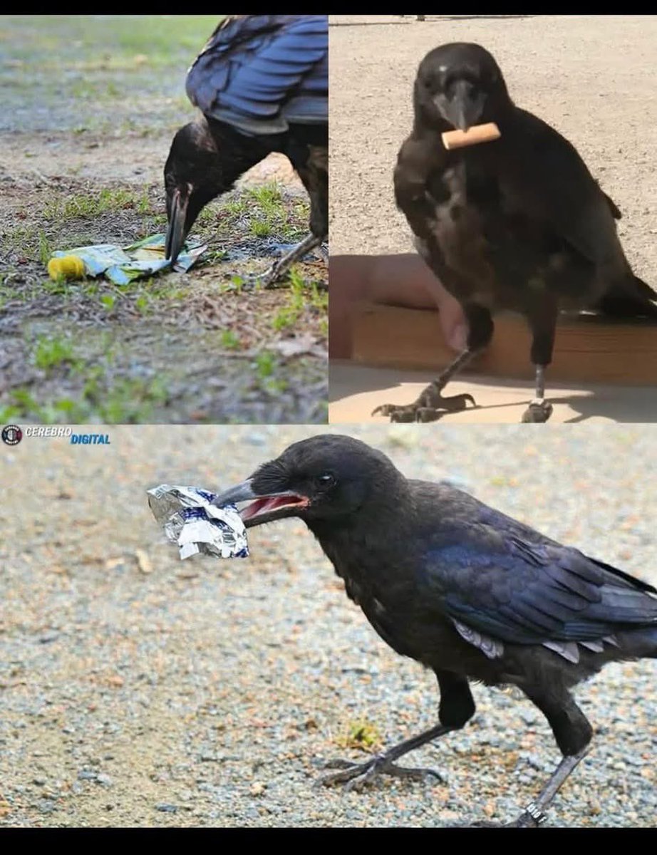 « Dans le parc à thème Puy du Fou, en France, six corneilles dressées ramassent des déchets dans le cadre d’un programme environnemental unique. Supervisées par un fauconnier, ces oiseaux intelligents récoltent des mégots et des papiers au sol, puis les déposent dans des boîtes