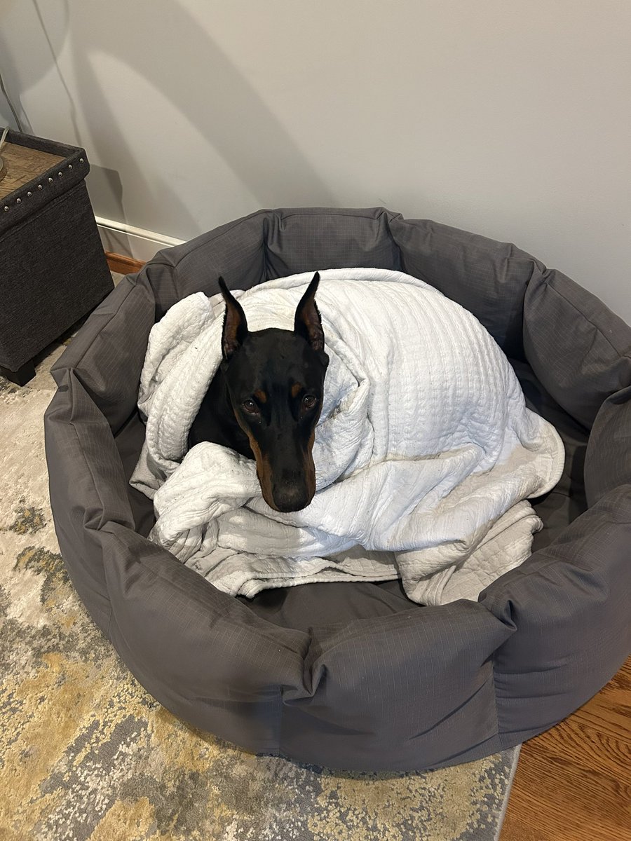 Every night she gets in her bed and i tuck her in. Her love warms my heart ♥️ #doberman