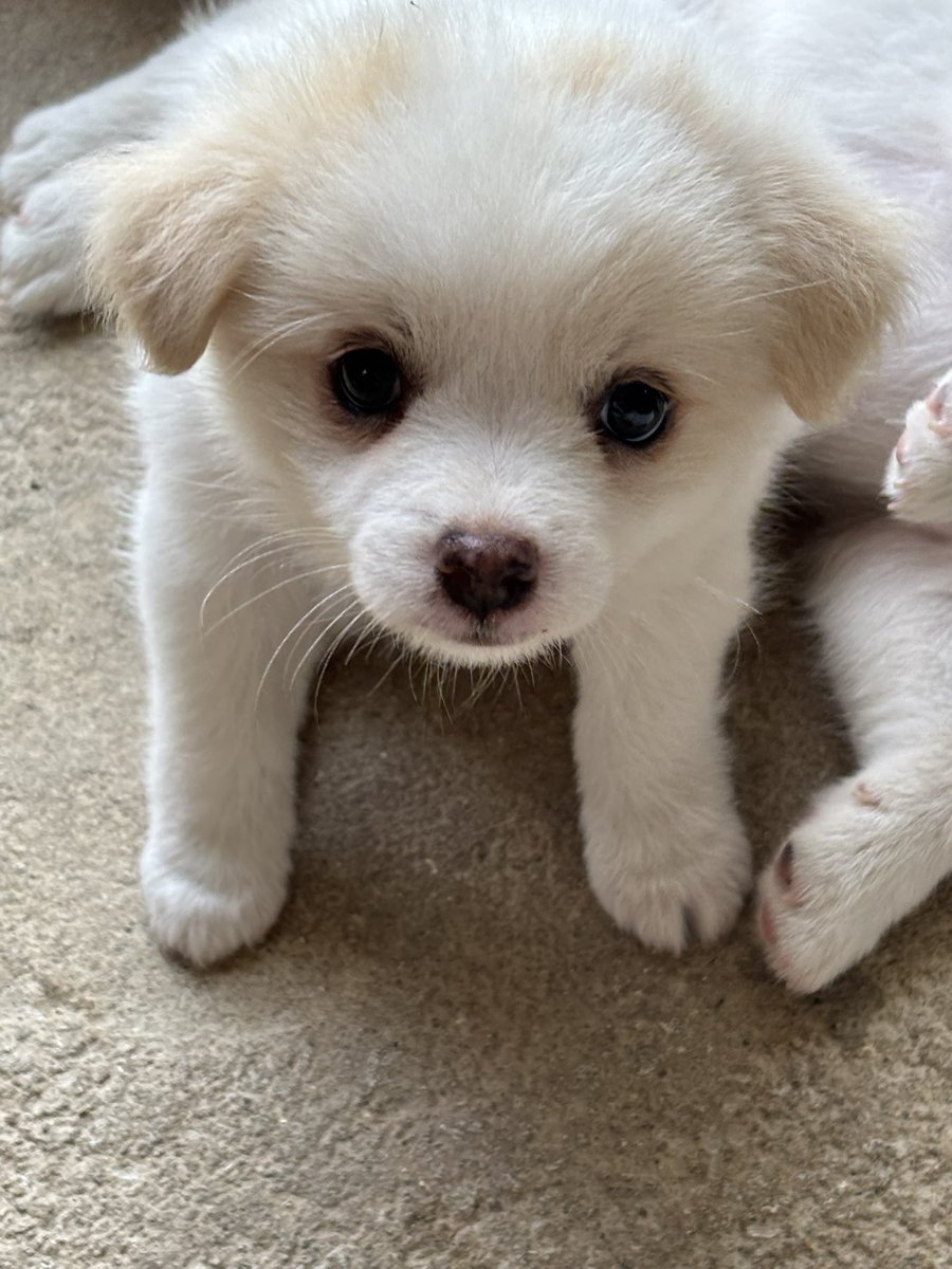 8_mongmong's tweet image. 계속 비가 내려서ㅠ 오늘도 안에서 사진찍기 놀이 했답니다 

#강아지 #입양홍보 #가족찾아요