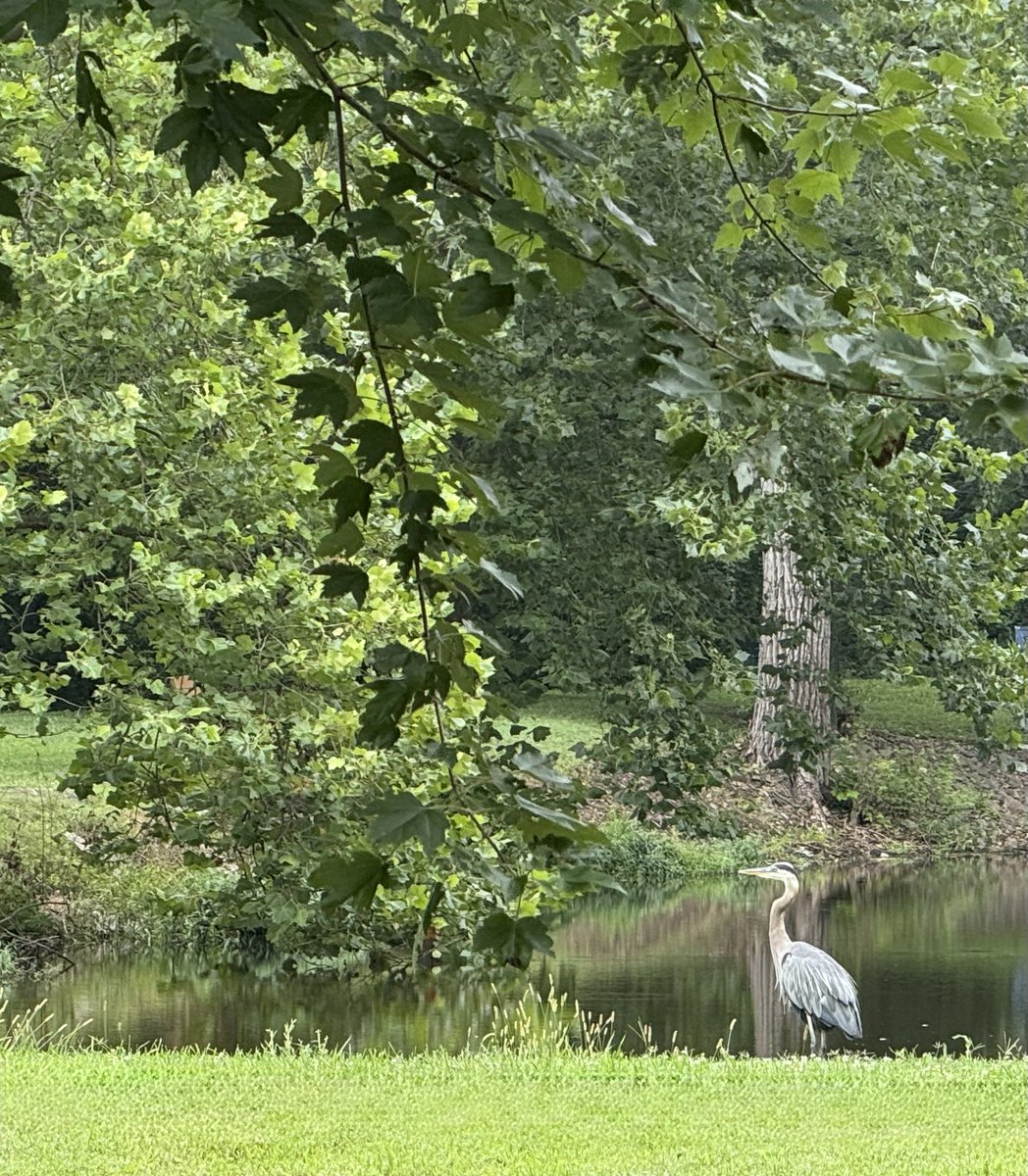 Well hello bird (maybe a Great Blue Heron??) I love nature!