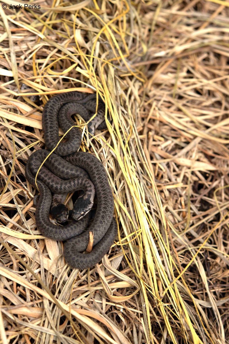 JackPerksPhoto's tweet image. Theirs been a distinct lack of reptiles and amphibians in my life this year and something I want ro remedy next year with some workshops planned with Celtic Rewilding and visit some sites to see wild herps like these baby smooth snakes (photographed under license)