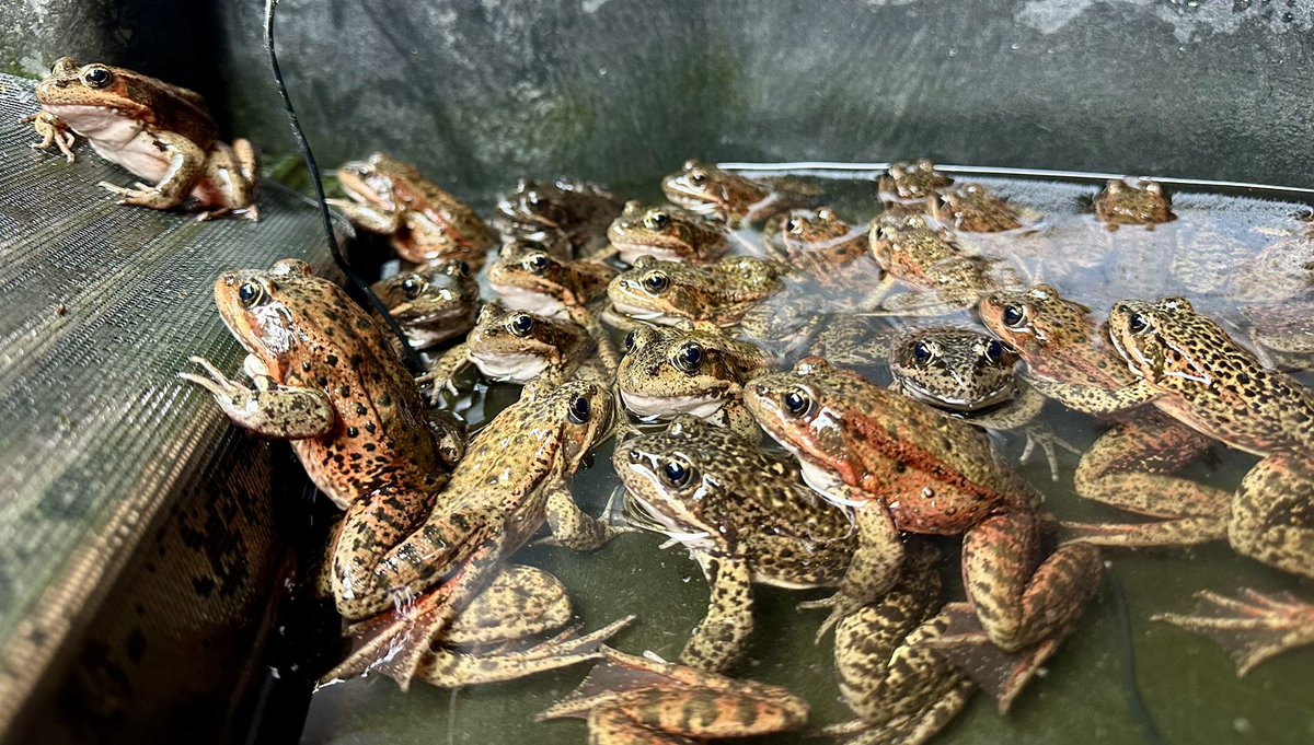RochelleStiles's tweet photo. 🚁🐸 Last week, we completed our largest-ever release in a single day—561 California Red-legged Frogs were airlifted to two remote lakes in Yosemite’s Wilderness Area.
⁣
In ten years, we’ve helped restore this endangered frog by releasing 3,700 raised by zoo conservationists. https://t.co/udtna1cgTf