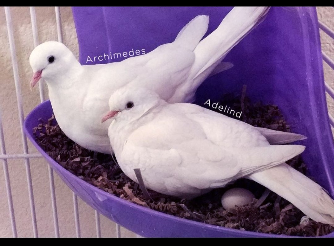 MonochromeAgent.bsky.social🏳️‍🌈 tweet media