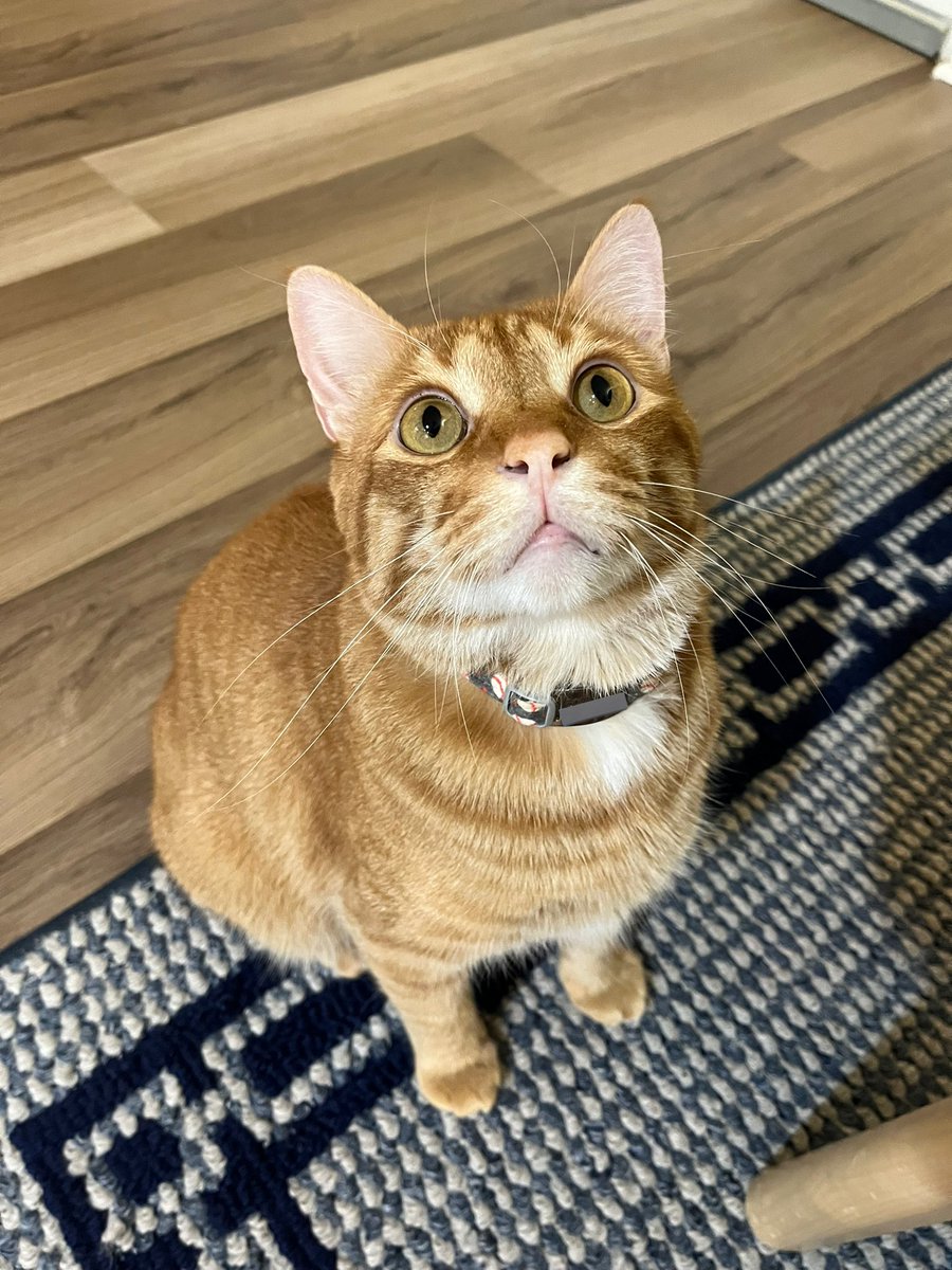 9mmChallahPoint's tweet photo. 天井のてんとう虫 

Lady bug on ceiling 

#てんとう虫　#猫のいる暮らし  #集中　#トラ猫　#可愛い猫　#ジールみて https://t.co/T8WAAW9ujG