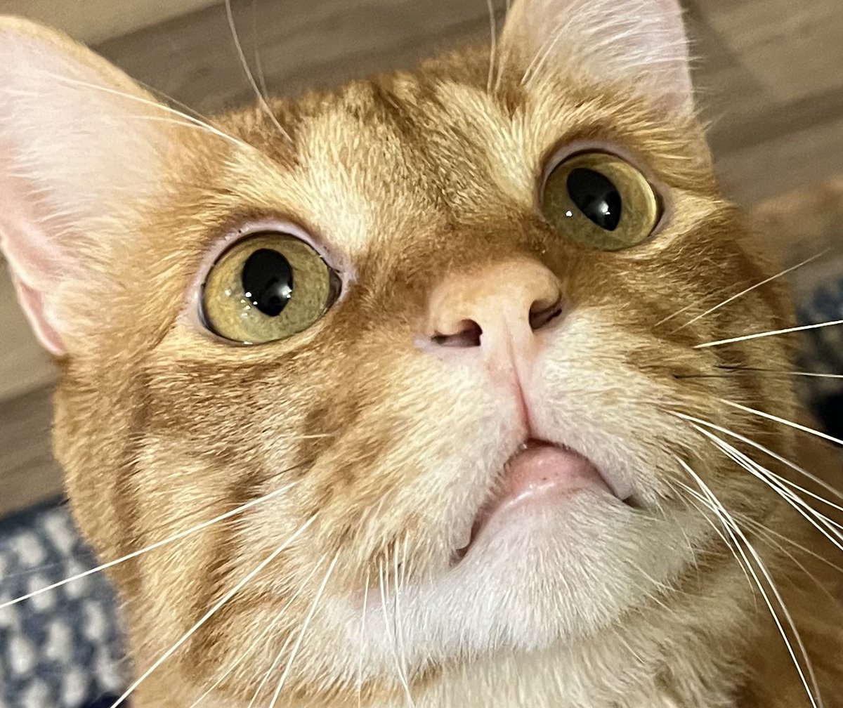 9mmChallahPoint's tweet photo. 天井のてんとう虫 

Lady bug on ceiling 

#てんとう虫　#猫のいる暮らし  #集中　#トラ猫　#可愛い猫　#ジールみて https://t.co/T8WAAW9ujG