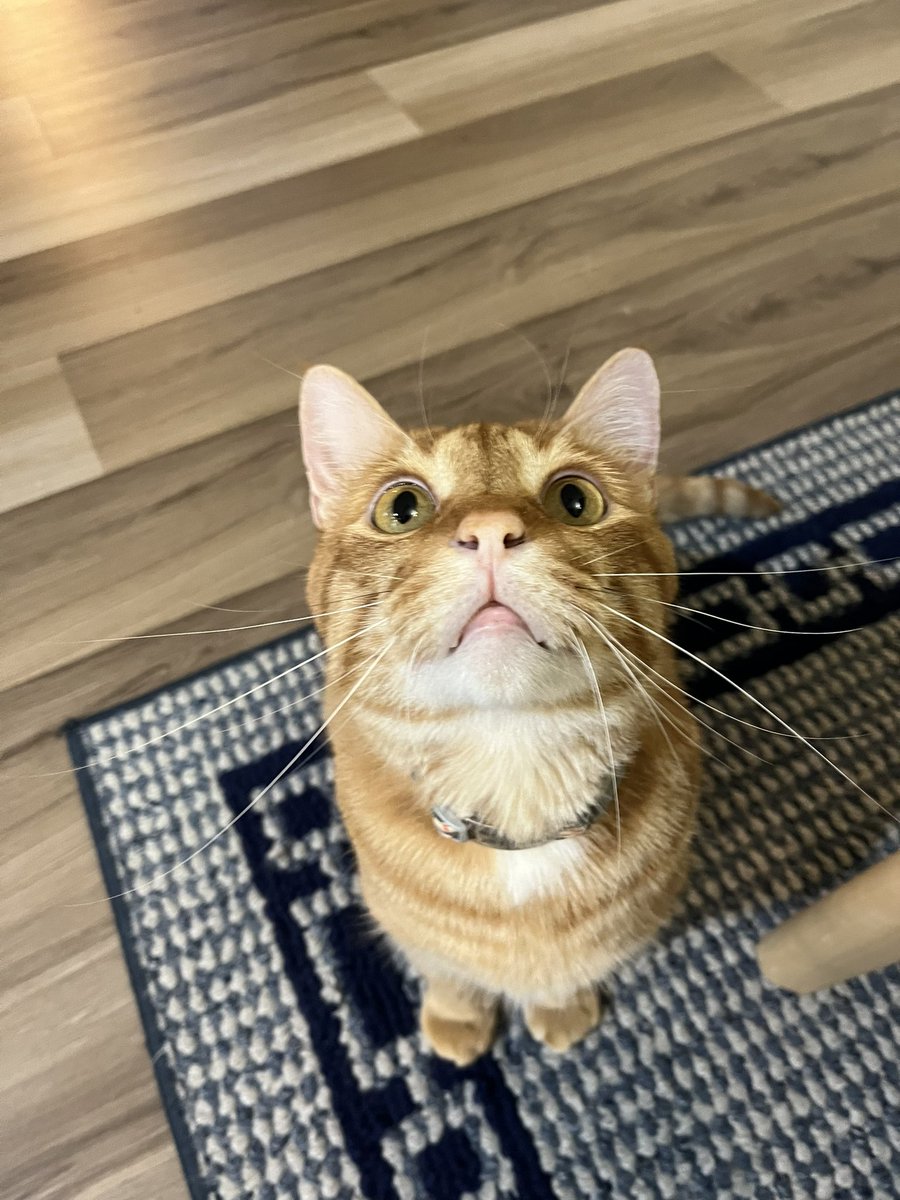9mmChallahPoint's tweet photo. 天井のてんとう虫 

Lady bug on ceiling 

#てんとう虫　#猫のいる暮らし  #集中　#トラ猫　#可愛い猫　#ジールみて https://t.co/T8WAAW9ujG