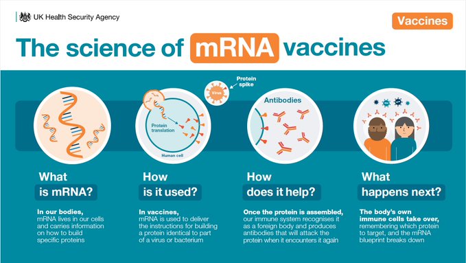 #Vaccines provide protection by helping our bodies develop #immunity against certain diseases

#WestMidlands people can read about some of the exciting possibilities of #mRNA technology - how it works + its potential uses in the future

Check out our blog:
bit.ly/mRNAVaccinesBl…