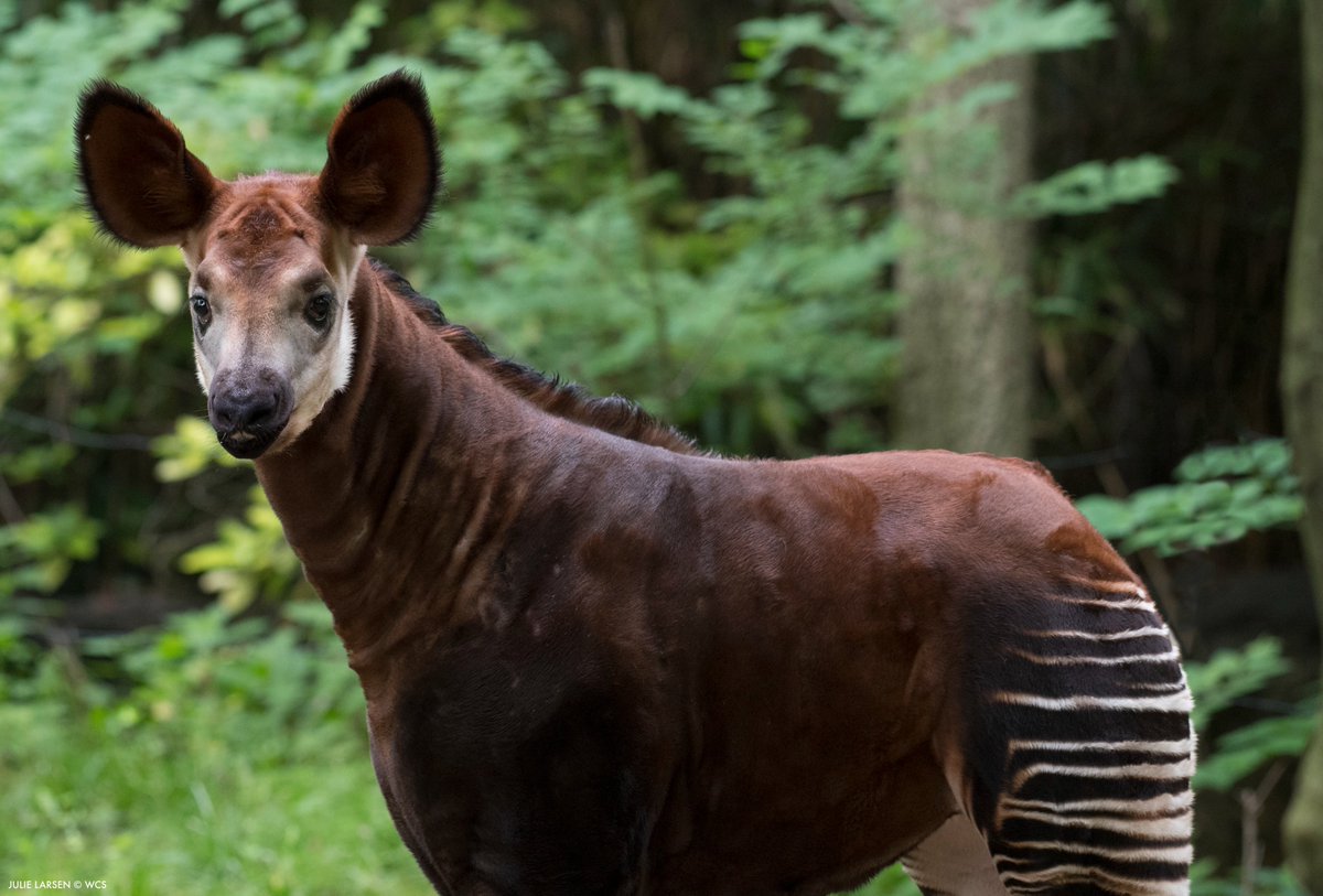 TheWCS's tweet image. At @CITES #COP20, we will be supporting a range of proposals from governments to protect wildlife.
“Uncontrolled wildlife trade is one of the greatest threats to enormous numbers of species across the globe,” says WCS’s Elizabeth Bennett.
Read more: bit.ly/3UlPXH2