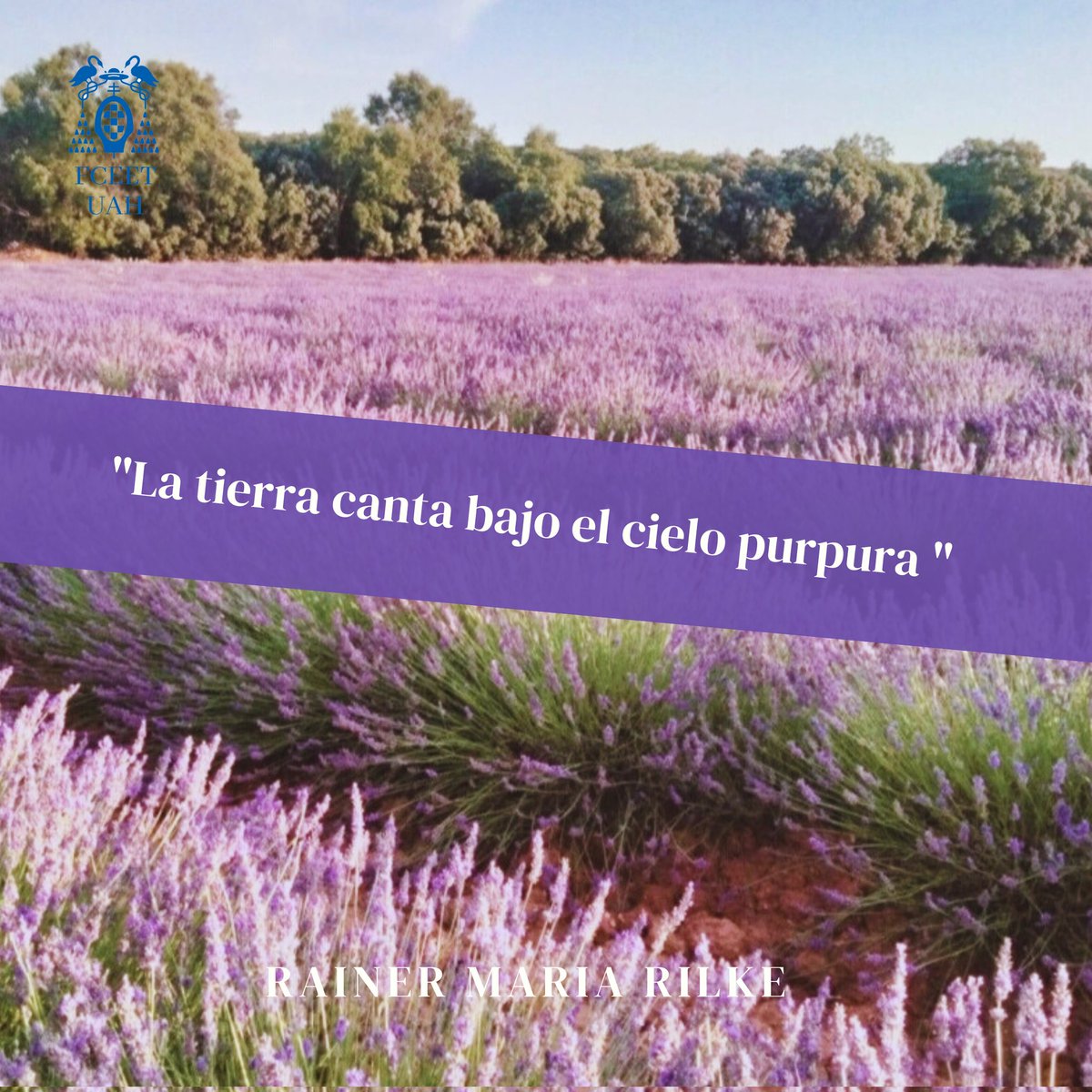 Despedimos esta calurosa semana con este mar que florece en la Alcarria, un mar morado que cada julio despierta con una brisa cargada del perfume limpio de la lavanda.

¡Buen fin de semana! 💜🧡

#FCEET #UAH #FrasedelViernes #Guadalajara #Lavanda #Camposdelavanda #LaAlcarria