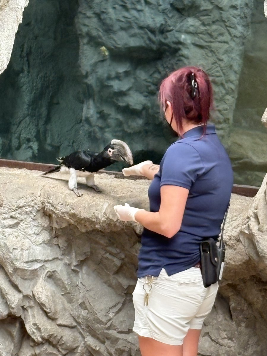buffalozoo's tweet image. As part of National Zookeeper Week that runs July 20-26, we’re spotlighting a Buffalo Zoo keeper team each day! Today, we feature our Primate Team!

Our Primate Team cares for our various primates, such as gorillas, as well as our EcoStation animals like sand cats!