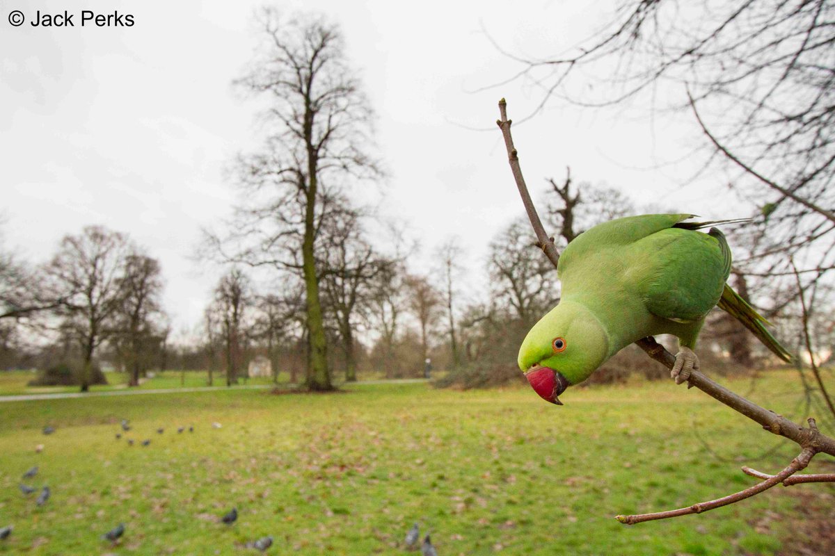 JackPerksPhoto's tweet image. A few years ago if I wanted to see ring necked parakeets it was a train down to London while now I can see them in a few local parks to me in Nottingham they do seem to be spreading.