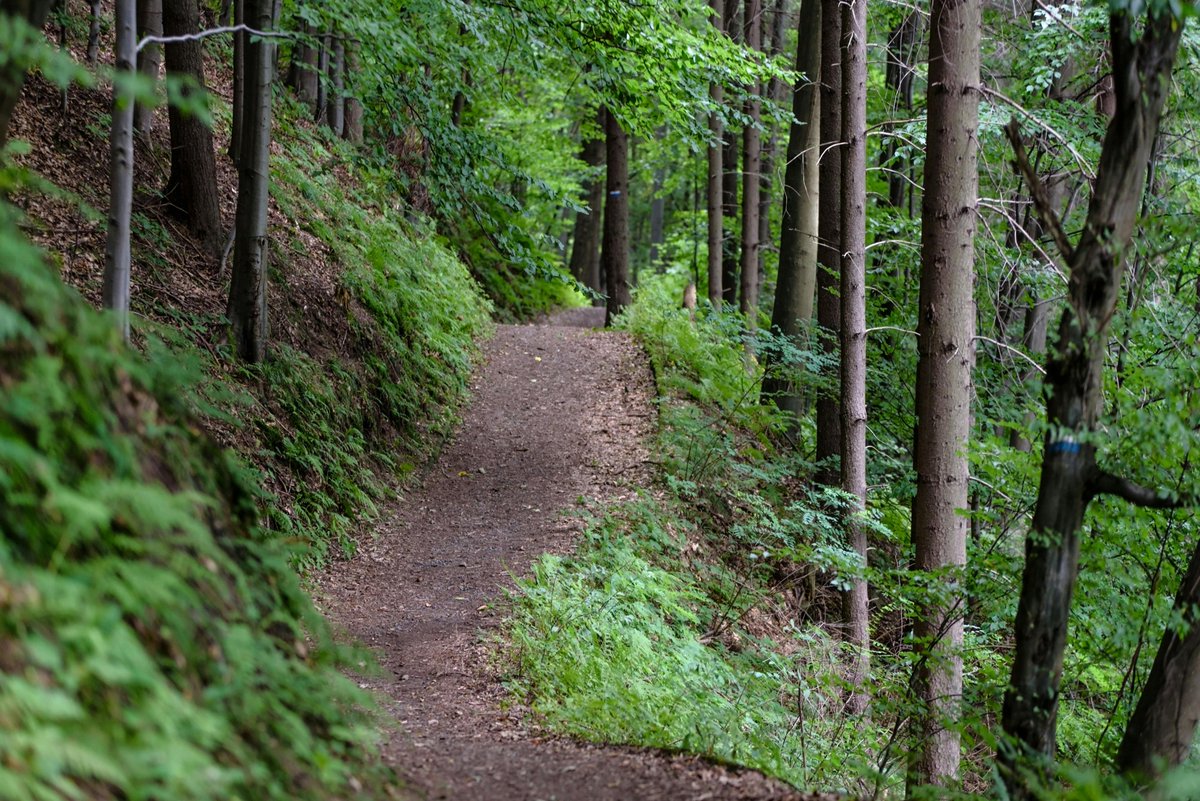 thecampwizard's tweet image. The forest path always leads to peace 🌲🥾
Gear up for the quiet 👉 thecampingwizard.com
#TheCampingWizard #TrailTime #WanderWild #OutdoorEscape 🌳🧭