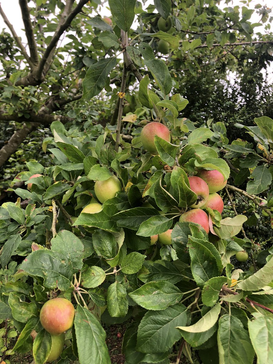 Samuel Deane tweet media