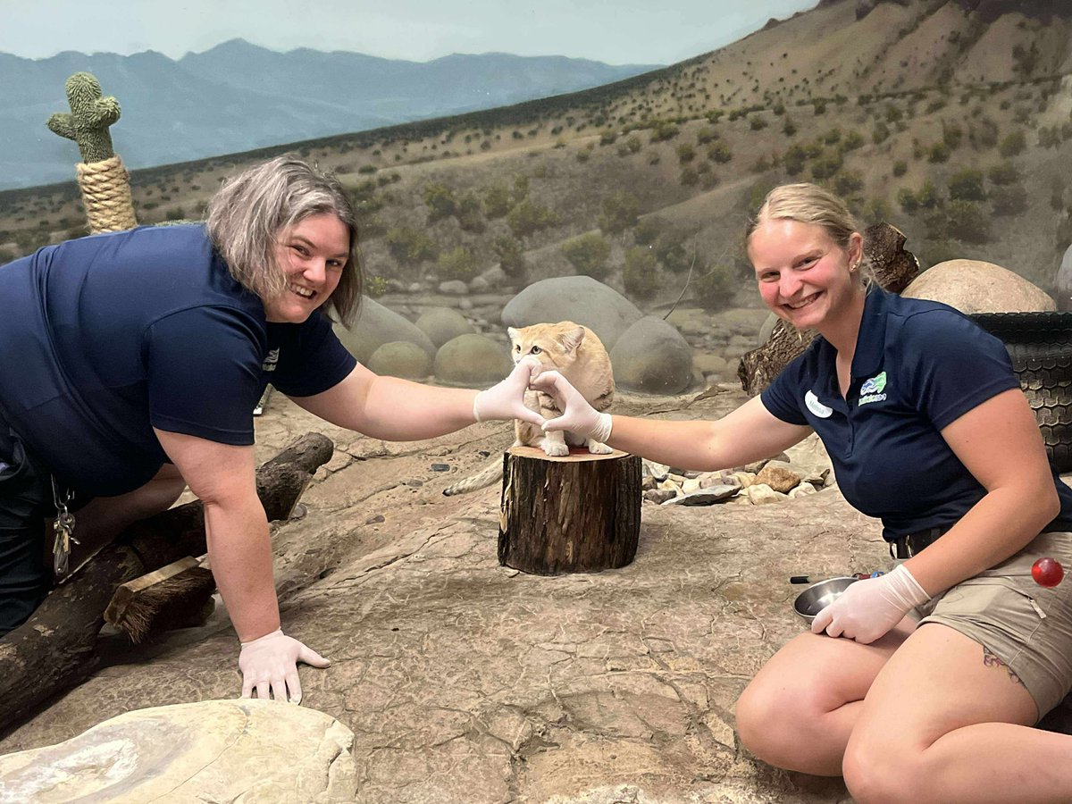 buffalozoo's tweet image. As part of National Zookeeper Week that runs July 20-26, we’re spotlighting a Buffalo Zoo keeper team each day! Today, we feature our Primate Team!

Our Primate Team cares for our various primates, such as gorillas, as well as our EcoStation animals like sand cats!