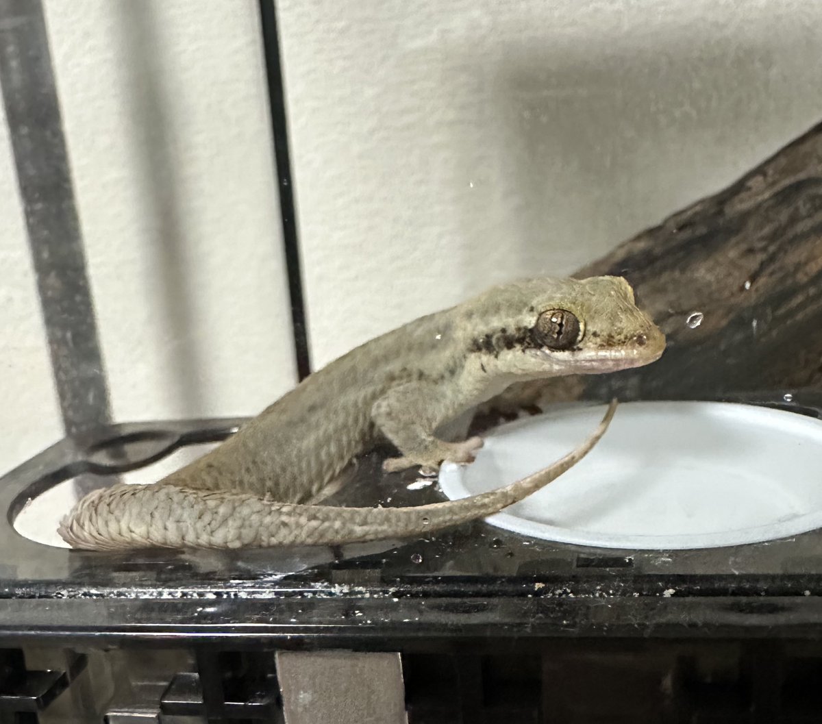 weasel_23's tweet photo. 水を入れ替えしてたら、手に登ってきて
脱走をしようとしていた方がこちらになります🫨 https://t.co/EAaN9C49kb