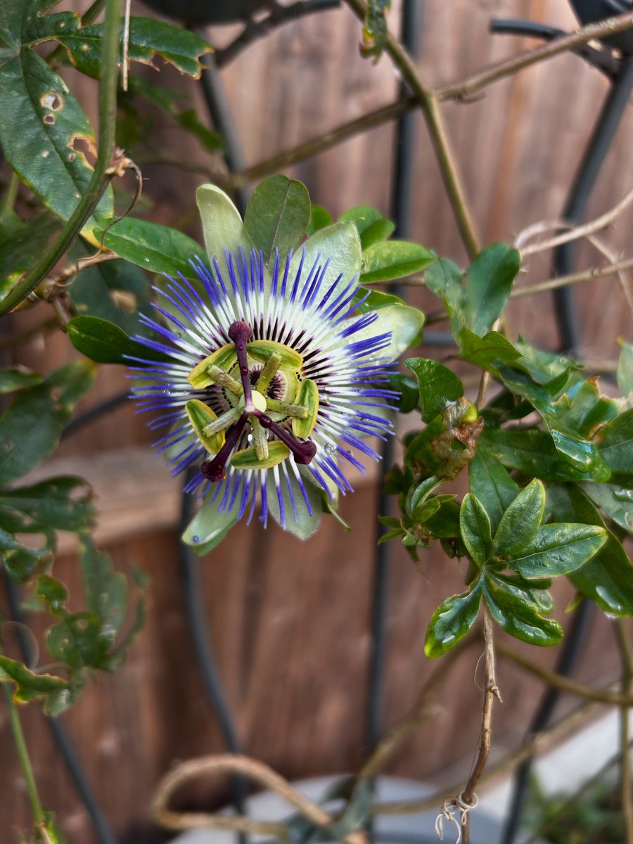 Managed to drag our passion flower back into the land of the living. First flower this year. #PassionFlower