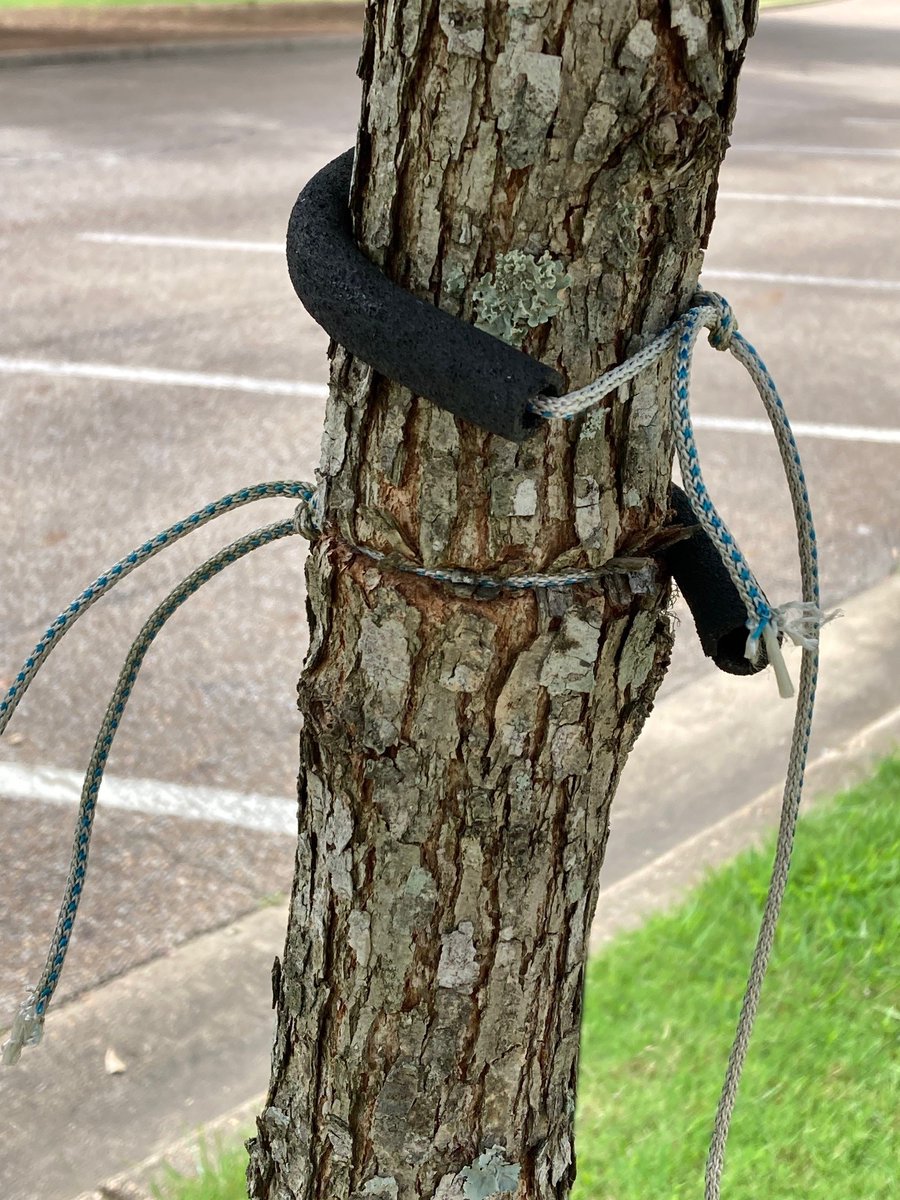 MSUextPlantLab's tweet image. Love is letting go. 
Don&apos;t forget to release the guy wires used to stake young trees. Especially when they are no longer attached to a support post! Left in place, the wire or string will girdle the expanding trunk, negatively impacting tree growth and health. #MSUext