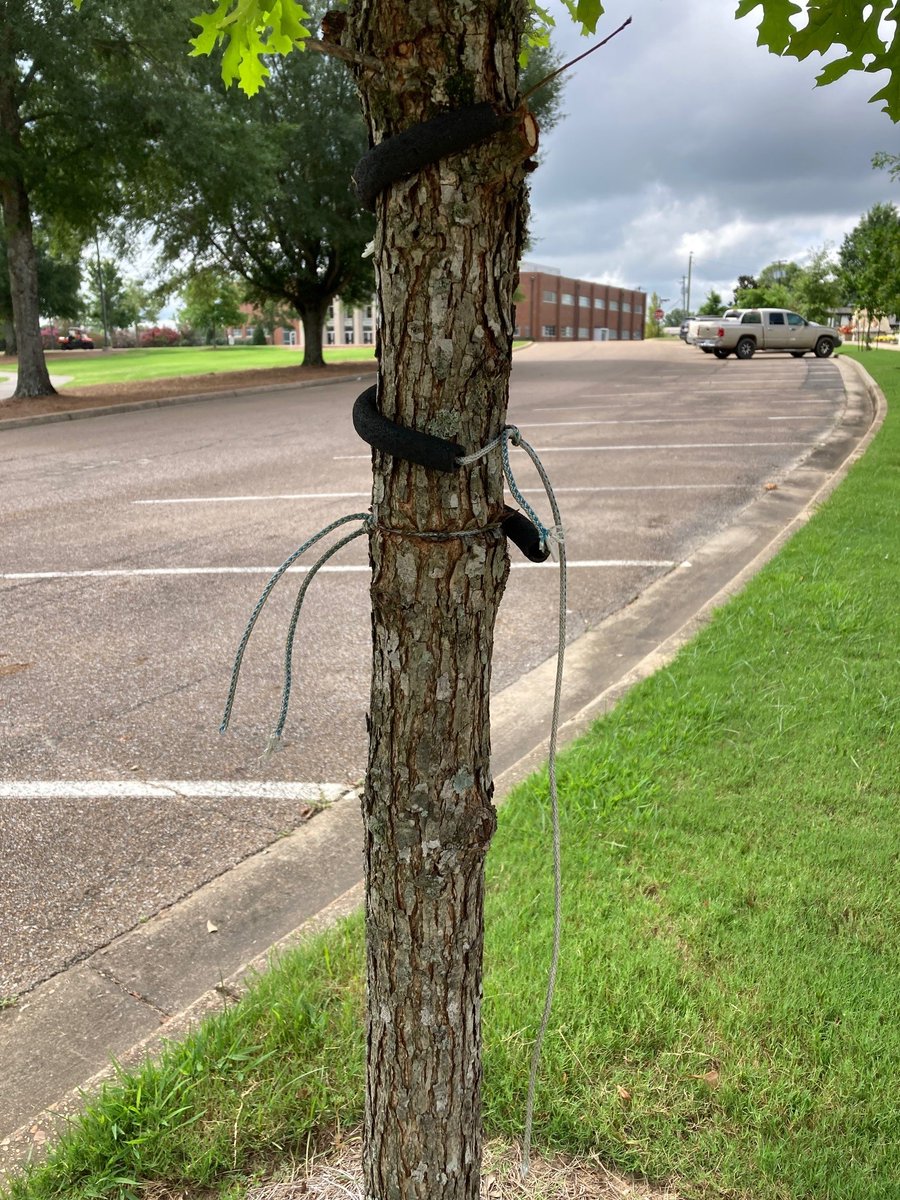 MSUextPlantLab's tweet image. Love is letting go. 
Don&apos;t forget to release the guy wires used to stake young trees. Especially when they are no longer attached to a support post! Left in place, the wire or string will girdle the expanding trunk, negatively impacting tree growth and health. #MSUext