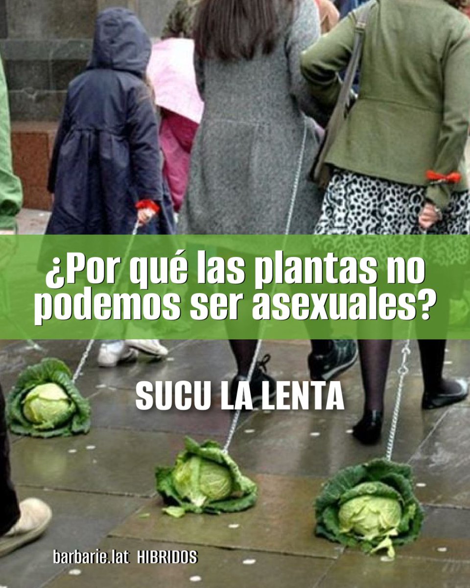 Soy la clase de planta a quien, desde su adolescencia, en reuniones sociales desconocidos le preguntan qué es. La pregunta, bien exasperante, nunca ha sido de índole filosófica, sino más simple, reduccionista y chabacana: mi ser se reduce a saber mi orientación sexual.