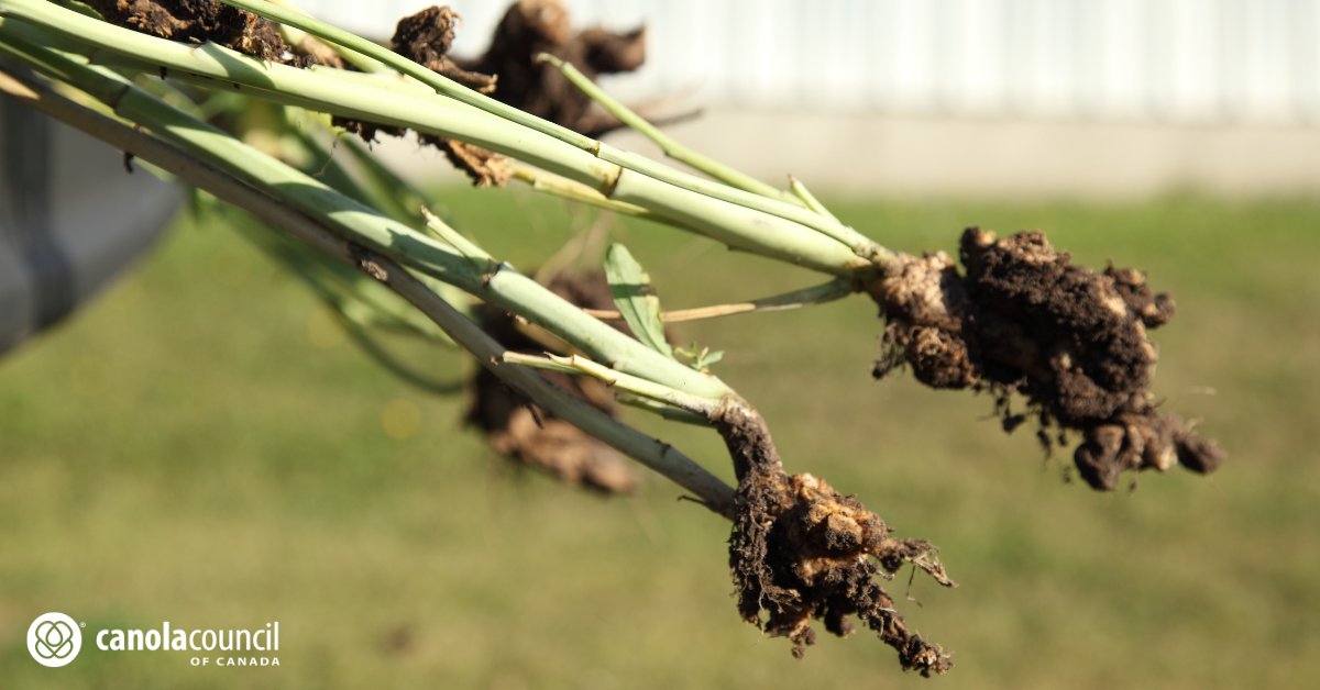 canolacouncil's tweet image. Found clubroot in your #canola for the first time?
Find out what you should do next, including immediate actions and ongoing management strategies in @CanolaWatch: canolacouncil.org/canola-watch/f…