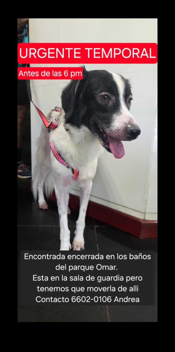 <a href="/sarat1165/">Sara Rugliancich</a> <a href="/SeferinaMelgar/">Seferina Melgar</a> <a href="/edithfirst22/">Mélida 🌺🐾💐</a> <a href="/dayra_icaza/">dayra icaza</a> <a href="/fundasispma/">Fundación San Francisco de Asís ( FUNDASIS )</a> <a href="/heramito/">Yira Lopez De Leon</a> <a href="/ivetteodalys/">Ivette Berrio</a> <a href="/LP19732/">LP1973</a> <a href="/PatasyPies/">Patas y Pies</a> <a href="/PatasPanama/">Patas Panama</a> <a href="/corazonconhuell/">Corazon Con Huellas</a> <a href="/mascotaspanama/">mascotas panama</a>