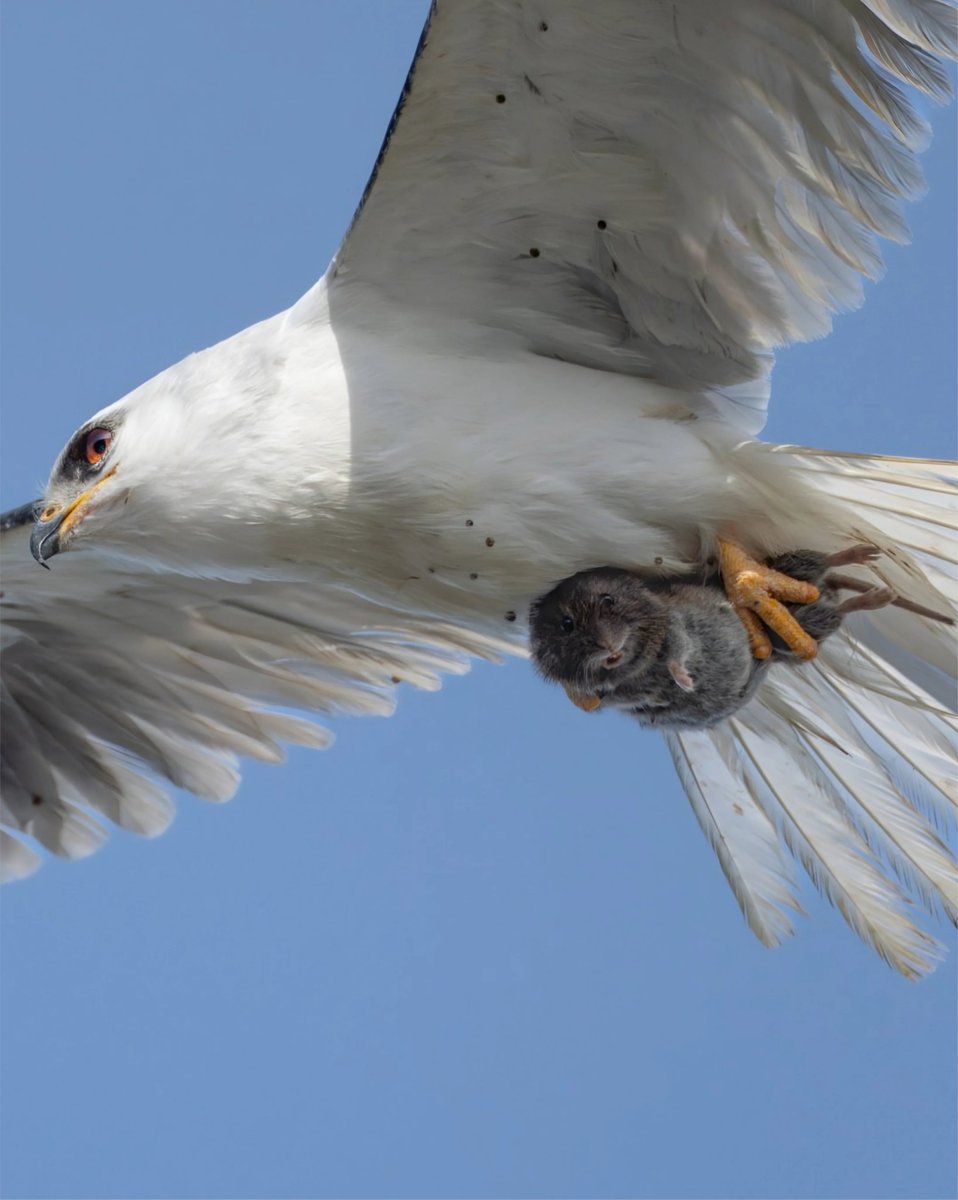 Wildlife photographer Sha Lu captured a once-in-a-lifetime shot.

A tiny prey locks eyes with the camera, mid-air, clenched in the talons of its predator.