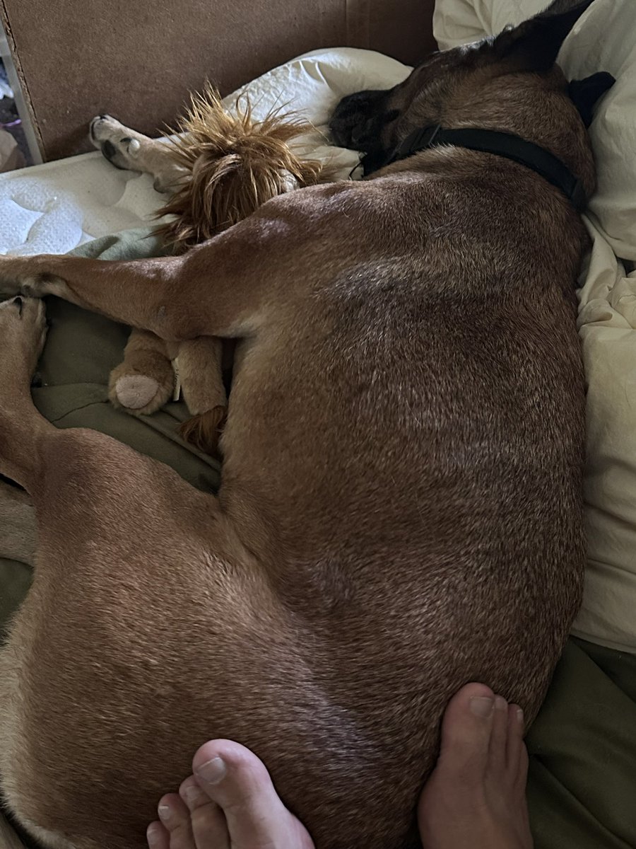 miriampollick's tweet image. Signing off for Shabbat. See ya’ll on the other side, Bezrat Hashem 💙
🕯️Shabbat shalom from Chantula and her Lion of Zion stuffy🥹🐶🦁🥰