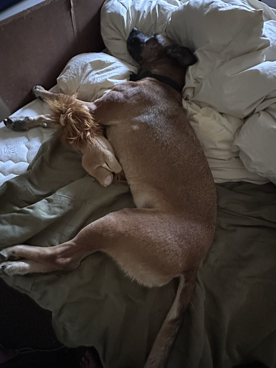 miriampollick's tweet image. Signing off for Shabbat. See ya’ll on the other side, Bezrat Hashem 💙
🕯️Shabbat shalom from Chantula and her Lion of Zion stuffy🥹🐶🦁🥰