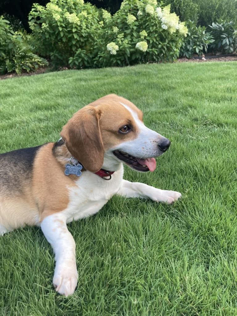TriBeagles's tweet image. Adoptable beagle of the day-CLARK! tribeagles.org/product/clark-…