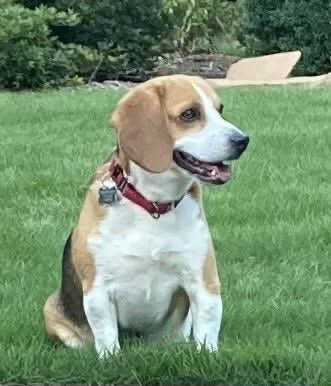 TriBeagles's tweet image. Adoptable beagle of the day-CLARK! tribeagles.org/product/clark-…