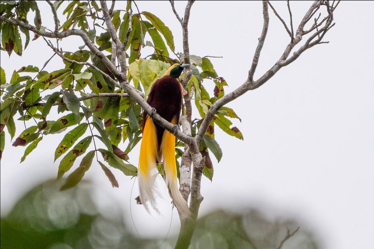 BirdingBreaks Nieuwsbrief - juli 2025 - 01 - mailchi.mp/birdingbreaks/…