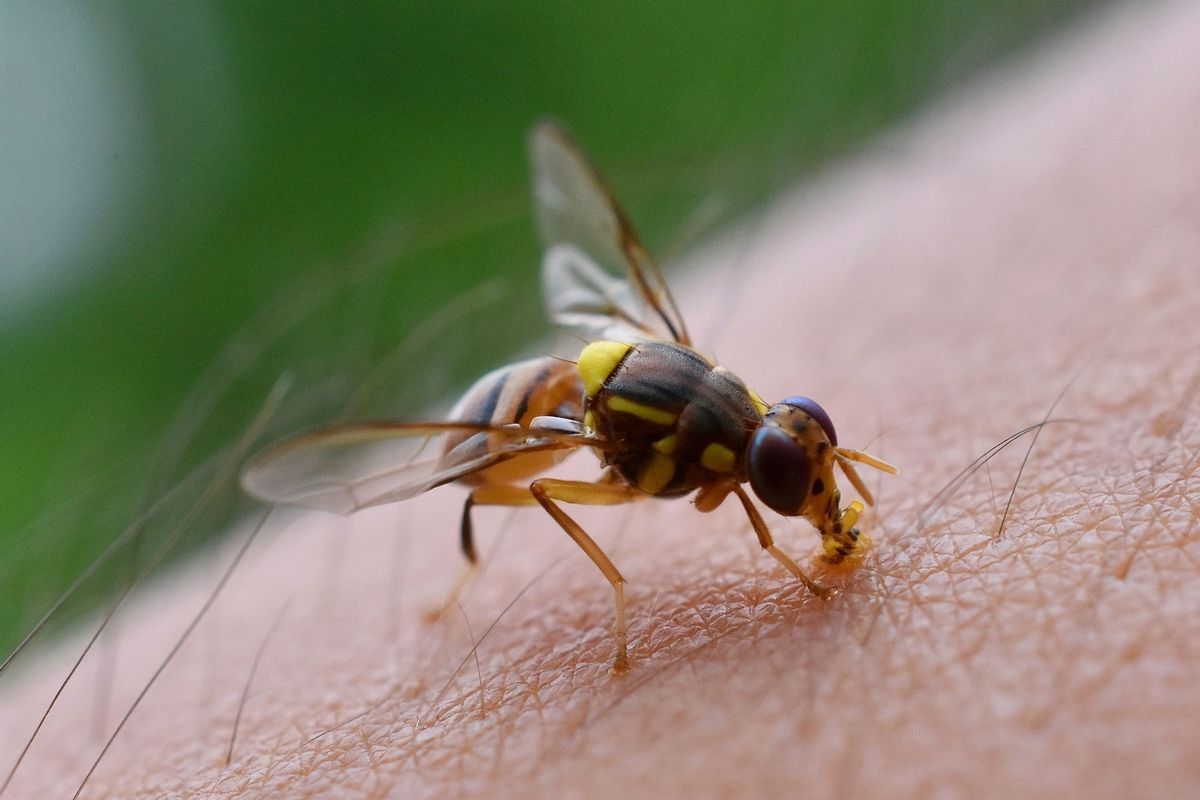 🐝 Las #picaduras de insectos himenópteros (avispa, abeja, abejorro, etc.) son muy frecuentes y generalmente benignas, sin embargo, en algunas ocasiones producen reacciones alérgicas cutáneas o sistémicas que pueden ser muy graves (incluso provocar la muerte). 

🥼 El tratamiento