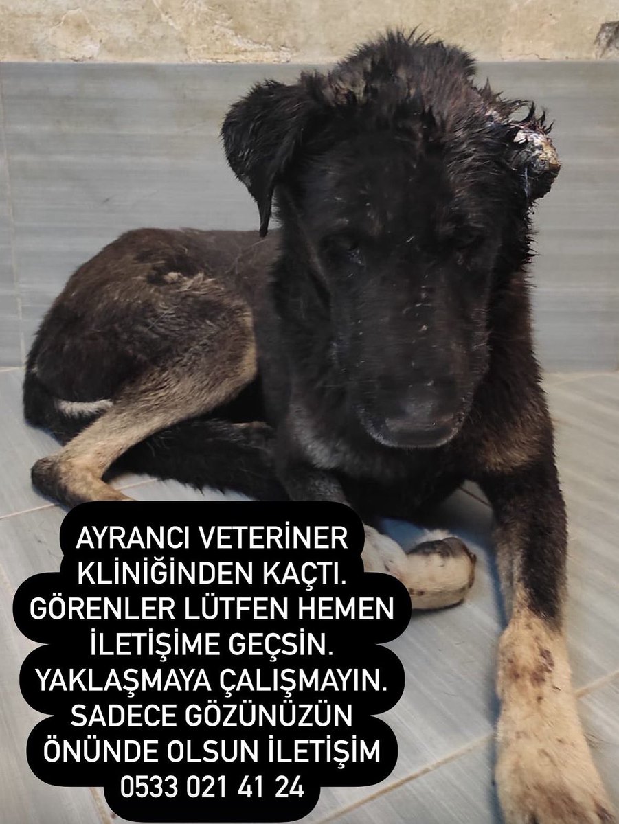 güliz gündüz🐾🌱 tweet media