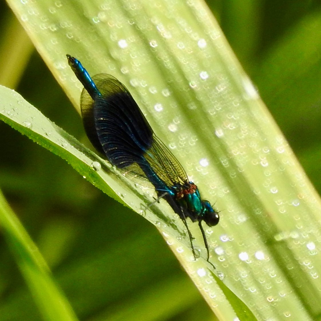 Pat Hogarth (@pathogarth) on Twitter photo After the rain <a href="/tophilllow/">tophilllow</a> this morning. Painted Lady, Purple Hairstreak, Four-banded Long-horn Beetle & Banded Demoiselle enjoying the sunshine <a href="/Natures_Voice/">RSPB</a> <a href="/BNAscience/">BNA science</a> <a href="/Britnatureguide/">The British Nature Guide</a> <a href="/BC_Yorkshire/">Butterfly Conservation Yorkshire</a> <a href="/BDSdragonflies/">British Dragonfly Society</a> <a href="/YorkshireWater/">Yorkshire Water 💧</a> <a href="/Buzz_dont_tweet/">Buglife</a> #TwitterNatureCommunity After the rain <a href="/tophilllow/">tophilllow</a> this morning. Painted Lady, Purple Hairstreak, Four-banded Long-horn Beetle & Banded Demoiselle enjoying the sunshine <a href="/Natures_Voice/">RSPB</a> <a href="/BNAscience/">BNA science</a> <a href="/Britnatureguide/">The British Nature Guide</a> <a href="/BC_Yorkshire/">Butterfly Conservation Yorkshire</a> <a href="/BDSdragonflies/">British Dragonfly Society</a> <a href="/YorkshireWater/">Yorkshire Water 💧</a> <a href="/Buzz_dont_tweet/">Buglife</a> #TwitterNatureCommunity
