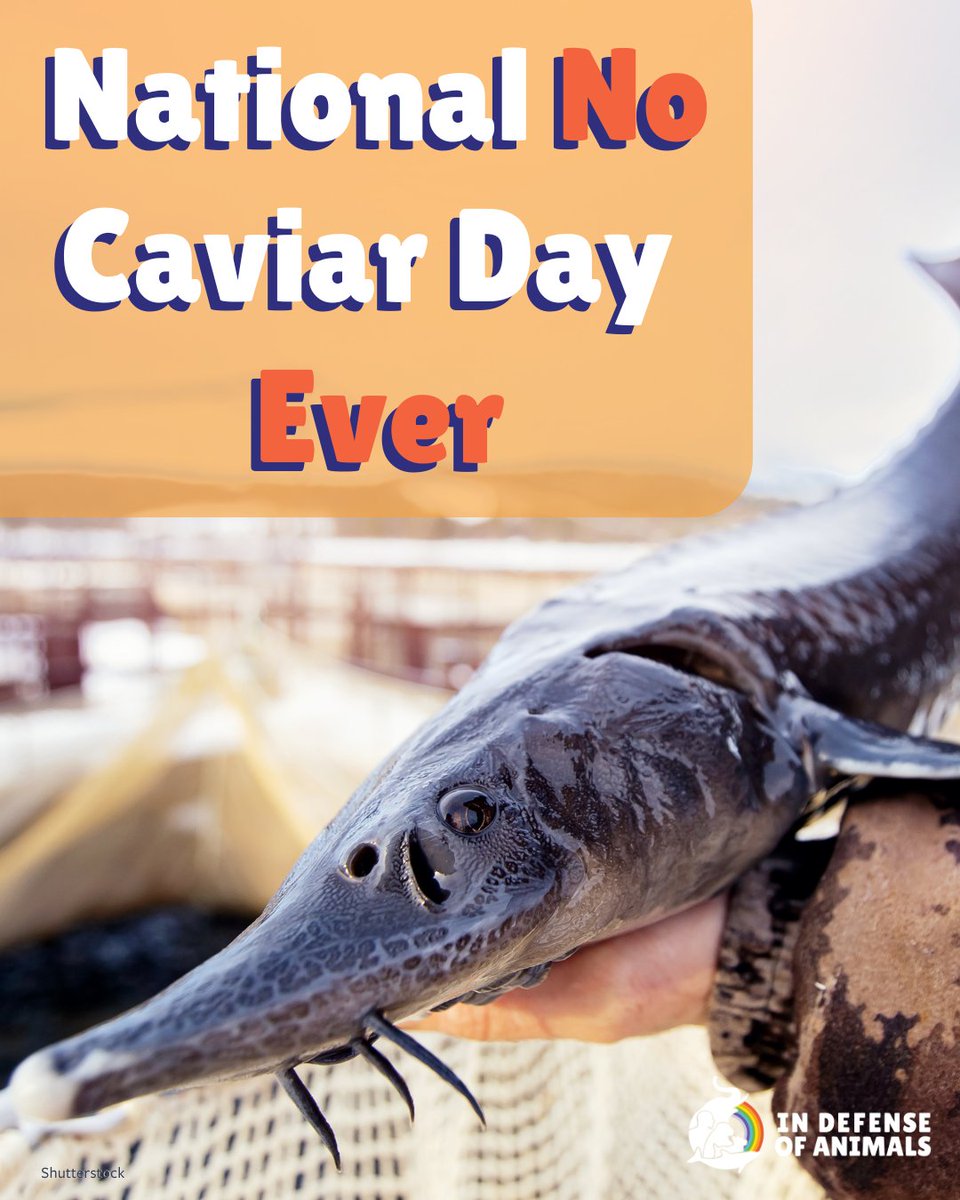 IDAUSA's tweet photo. Sturgeon—ancient, sentient, and endangered—are cut open for their eggs, #Caviar. This isn’t luxury, it’s cruelty.
Learn about the secret minds and feelings of #Fishes: https://t.co/O5r25vJWU3
#Vegan #Respect4Fish #AnimalRights https://t.co/d44tN2VaYQ