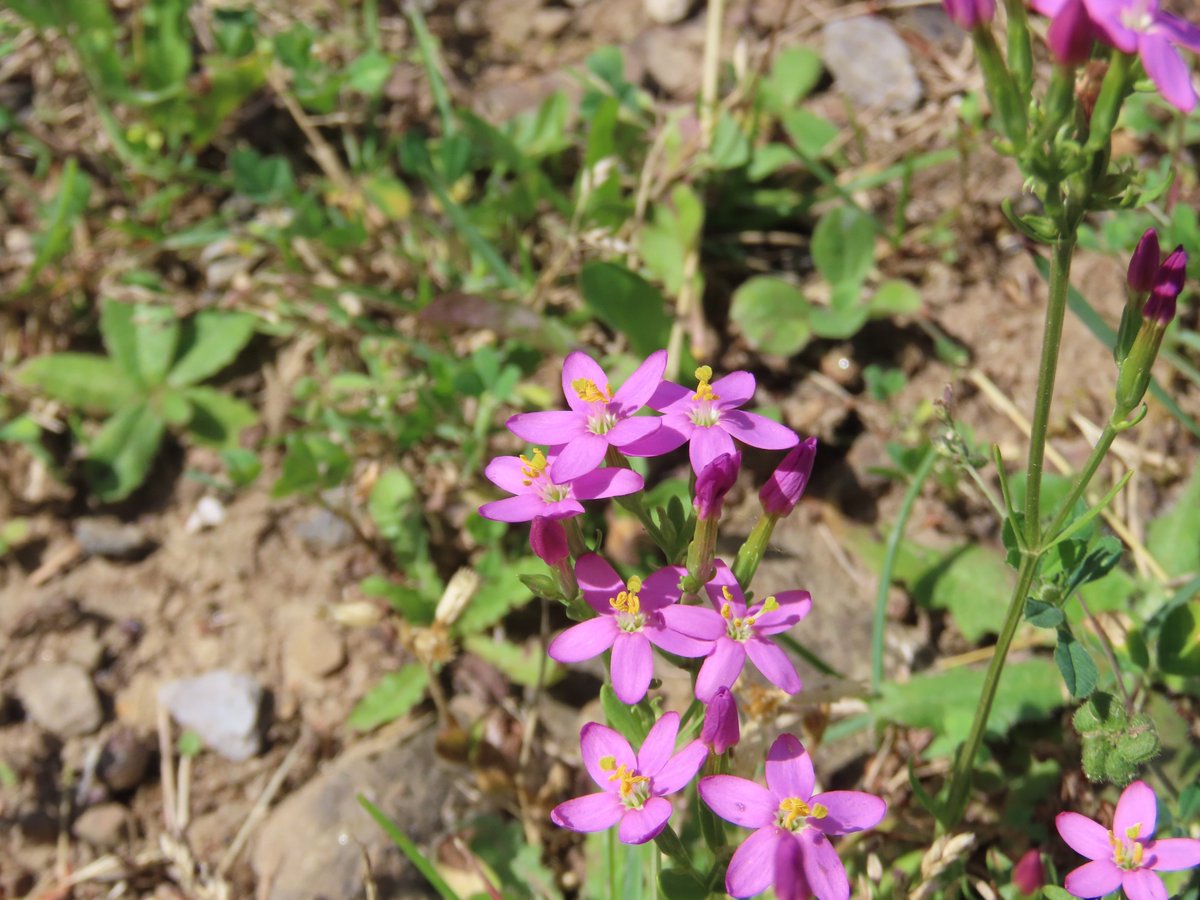 General_JWJ's tweet image. What do we think of Centaurium erythraea, European centaury, a brilliant little flower that often grows on dry and nutrient-poor soils? It's a relative of gentians.