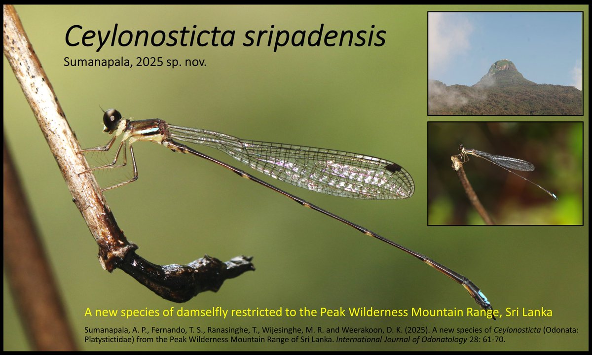 #NewSpeciesAlert 
A new #species of #damselfly restricted to the Peak Wilderness Mountain Range #srilanka 🇱🇰 
It is only found in montane forests  between 850-1650 m.
With this discovery, the diversity of Sri Lankan odonates increases to 133.

worlddragonfly.org/article/tijo20…